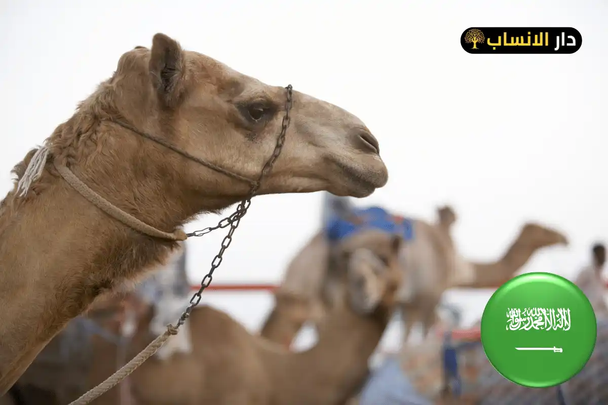 305 رمز اي قبيلة