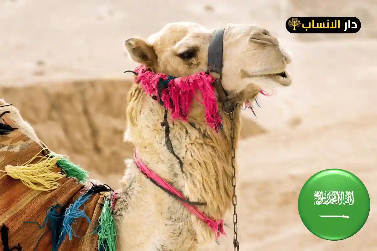 503 رمز اي قبيلة