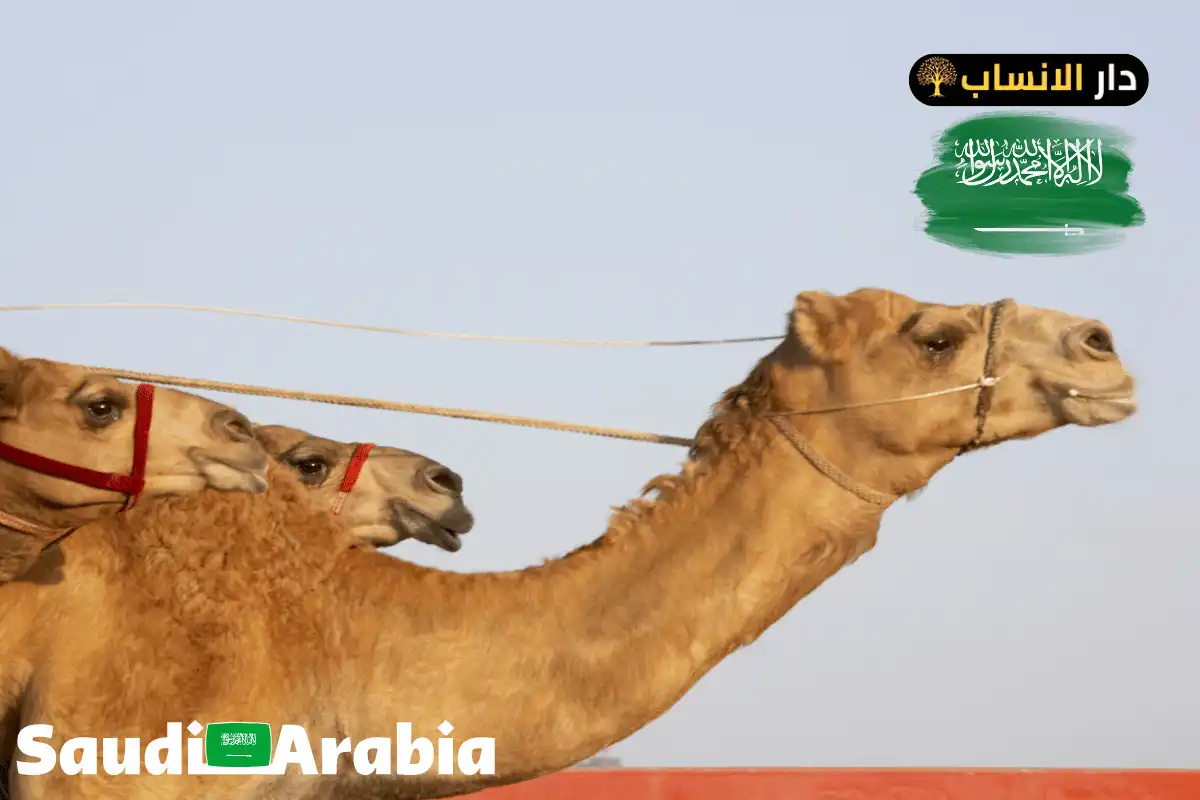 707 رمز اي قبيلة