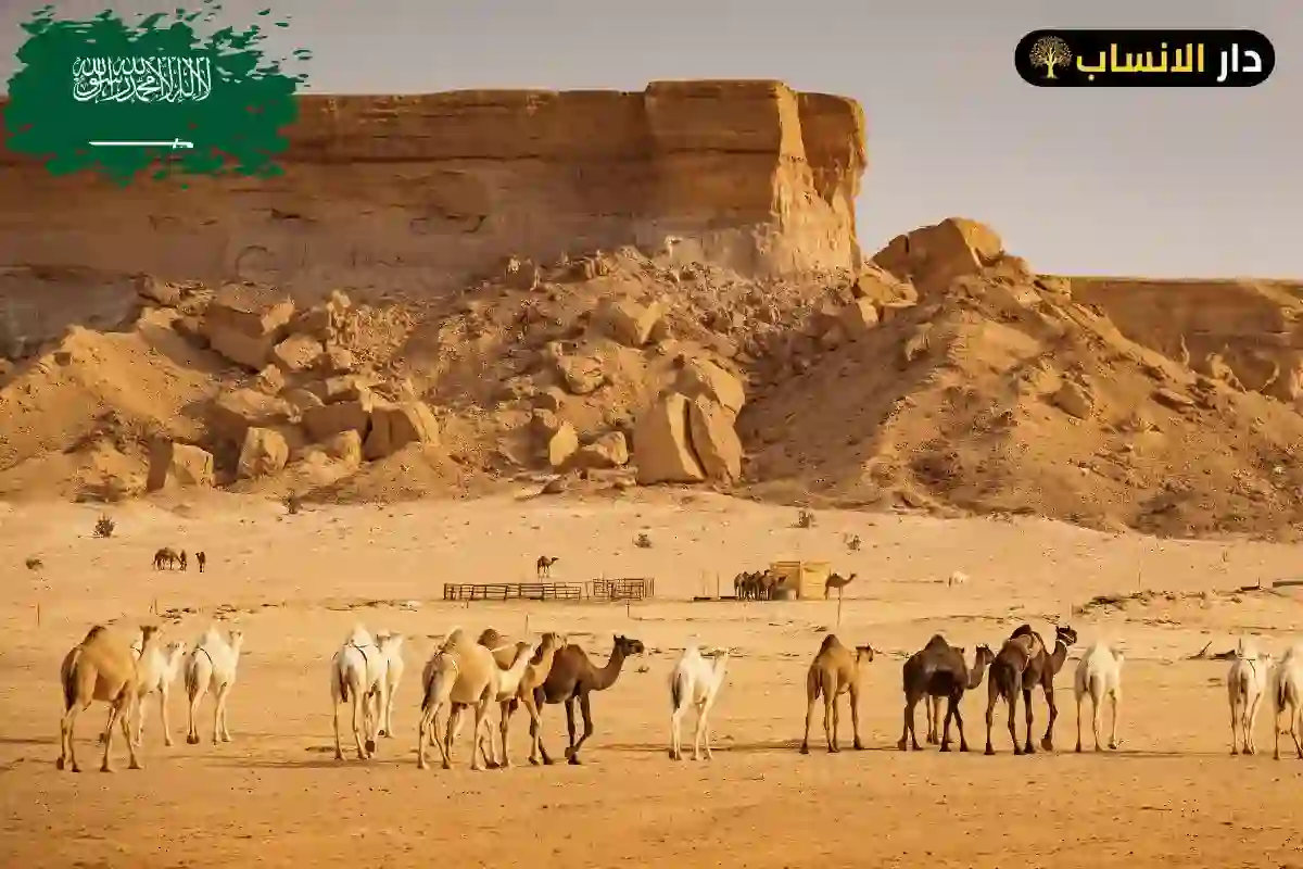 البارقي وش يرجع