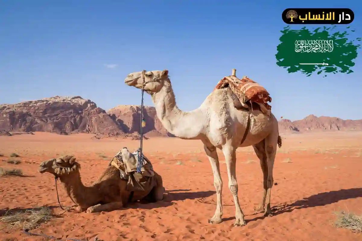 الجريسي وش يرجع