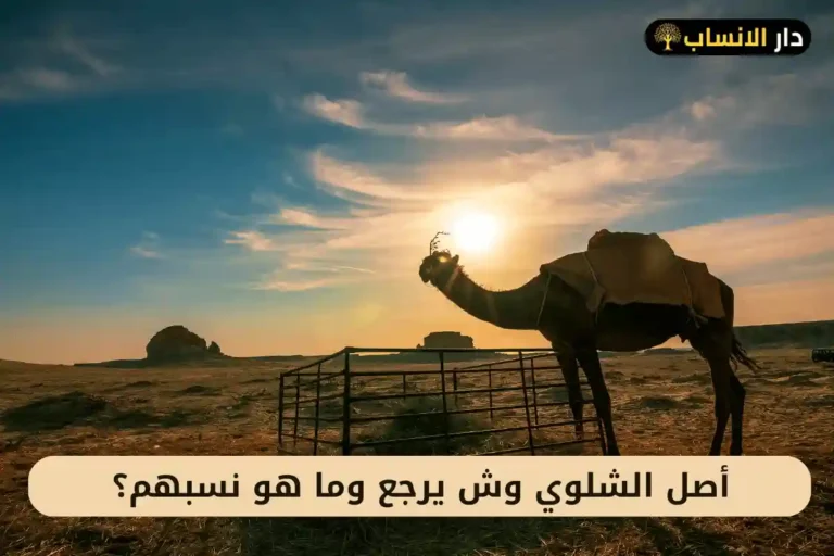الشلوي وش يرجع