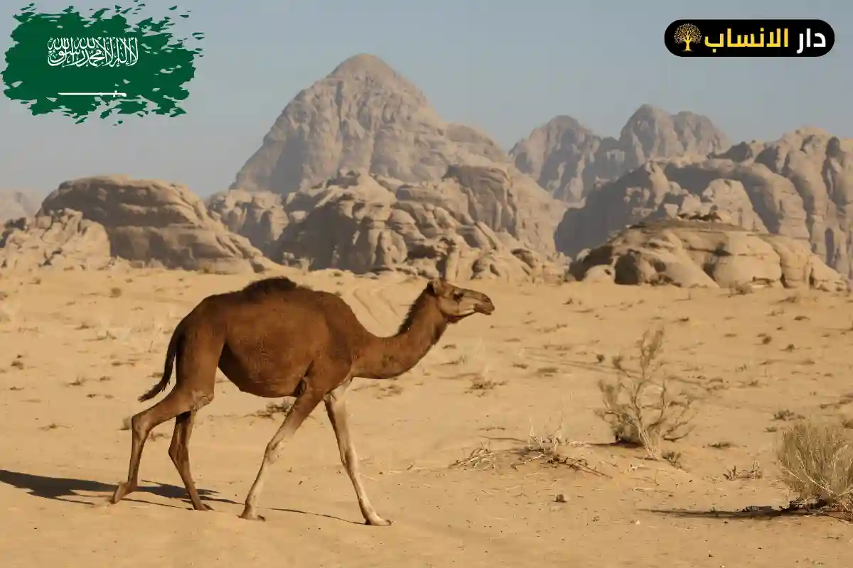 السحيمي وش يرجع