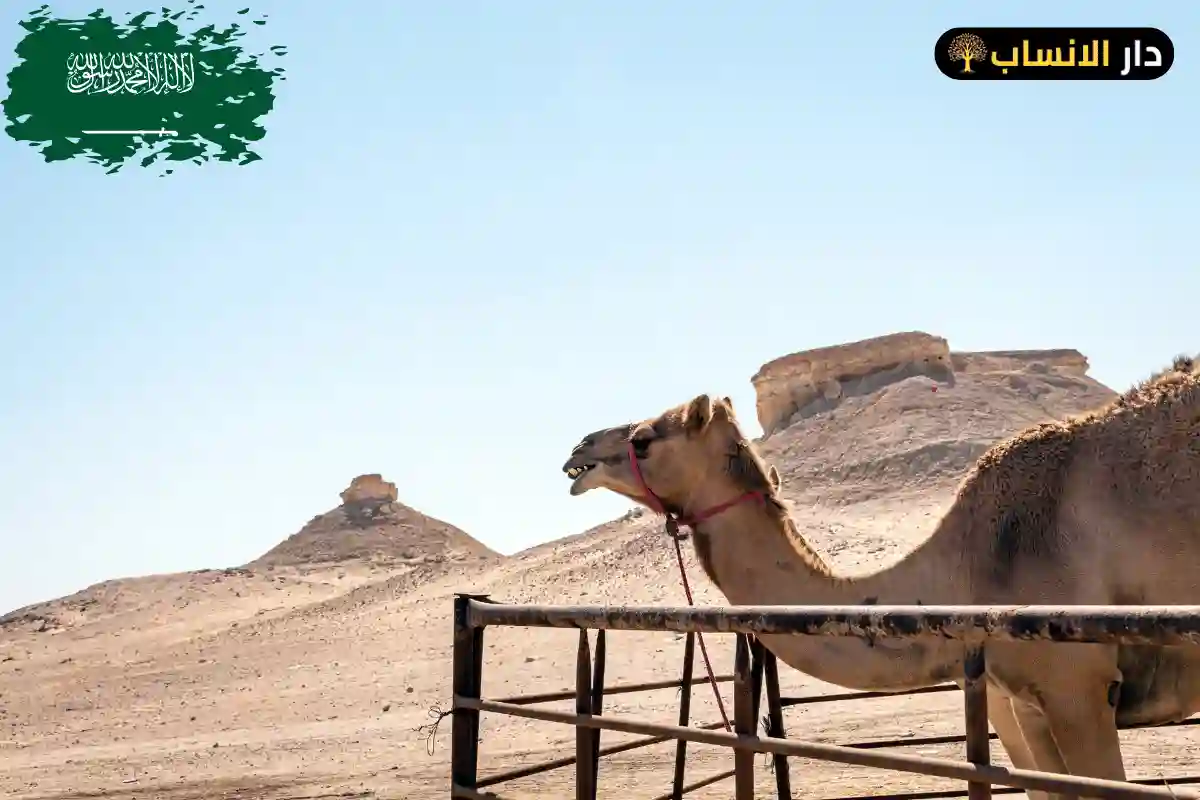الطويرقي وش يرجع