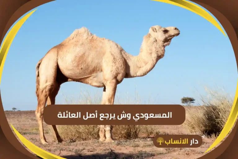 المسعودي وش يرجع
